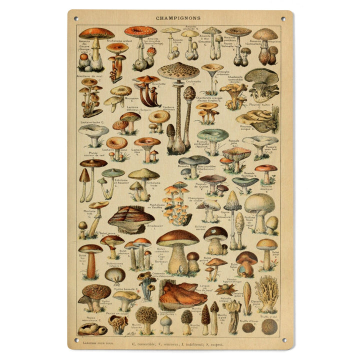 Mushrooms, C, Vintage Bookplate, Adolphe Millot Artwork, Wood Signs and Postcards Wood Lantern Press 