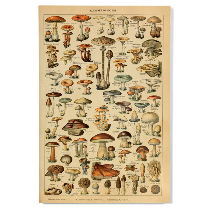 Mushrooms, C, Vintage Bookplate, Adolphe Millot Artwork, Wood Signs and Postcards Wood Lantern Press 