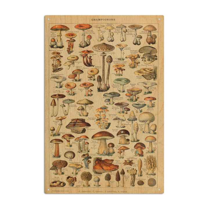 Mushrooms, C, Vintage Bookplate, Adolphe Millot Artwork, Wood Signs and Postcards Wood Lantern Press 6x9 Wood Sign 