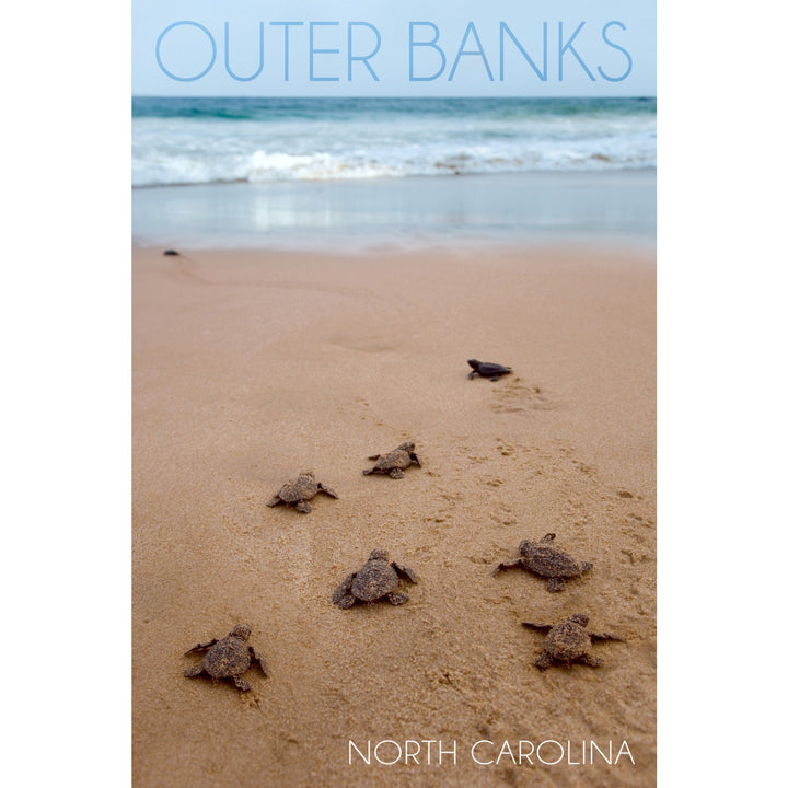Outer Banks, North Carolina, Sea Turtles Hatching, Lantern Press Photography, Towels and Aprons Kitchen Lantern Press 