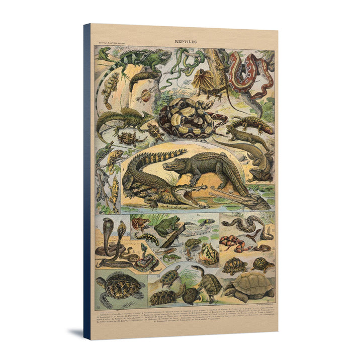 Reptiles, A, Vintage Bookplate, Adolphe Millot Artwork, Stretched Canvas Canvas Lantern Press 16x24 Stretched Canvas 