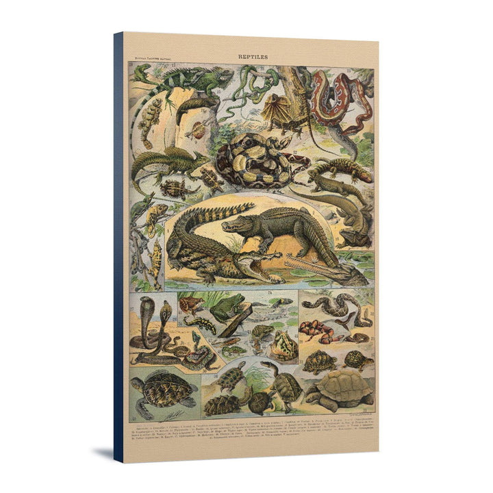 Reptiles, A, Vintage Bookplate, Adolphe Millot Artwork, Stretched Canvas Canvas Lantern Press 