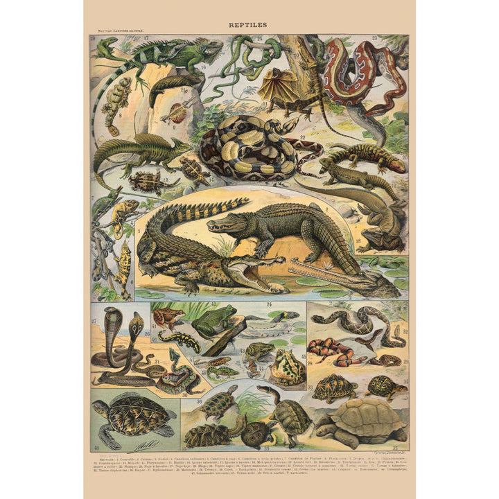 Reptiles, A, Vintage Bookplate, Adolphe Millot Artwork, Stretched Canvas Canvas Lantern Press 