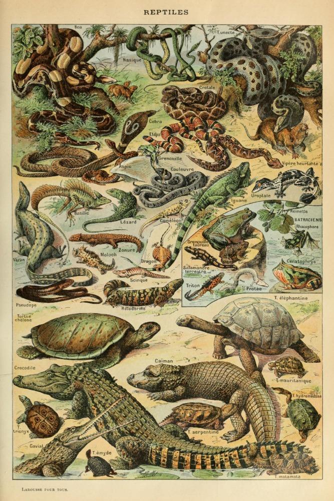 Reptiles, B, Vintage Bookplate, Adolphe Millot Artwork, Art Prints and Metal Signs Art Lantern Press 12 x 18 Art Print 
