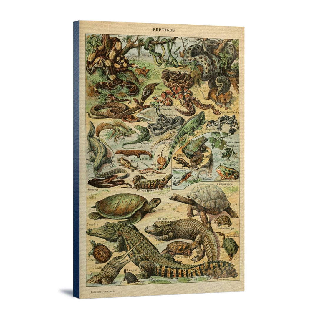 Reptiles, B, Vintage Bookplate, Adolphe Millot Artwork, Stretched Canvas Canvas Lantern Press 