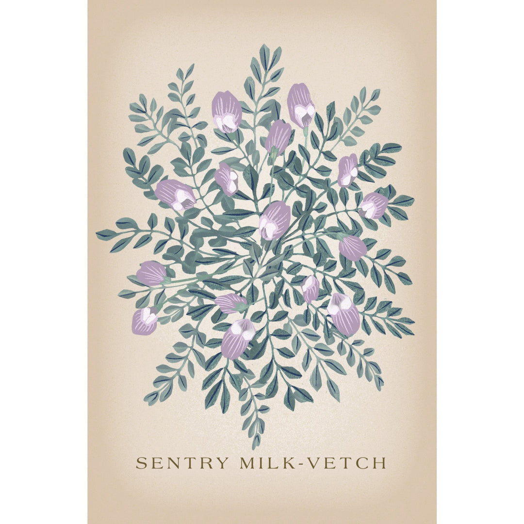 Sentry Milk-Vetch, Vintage Flora, Lantern Press Artwork, Towels and Aprons Kitchen Lantern Press 