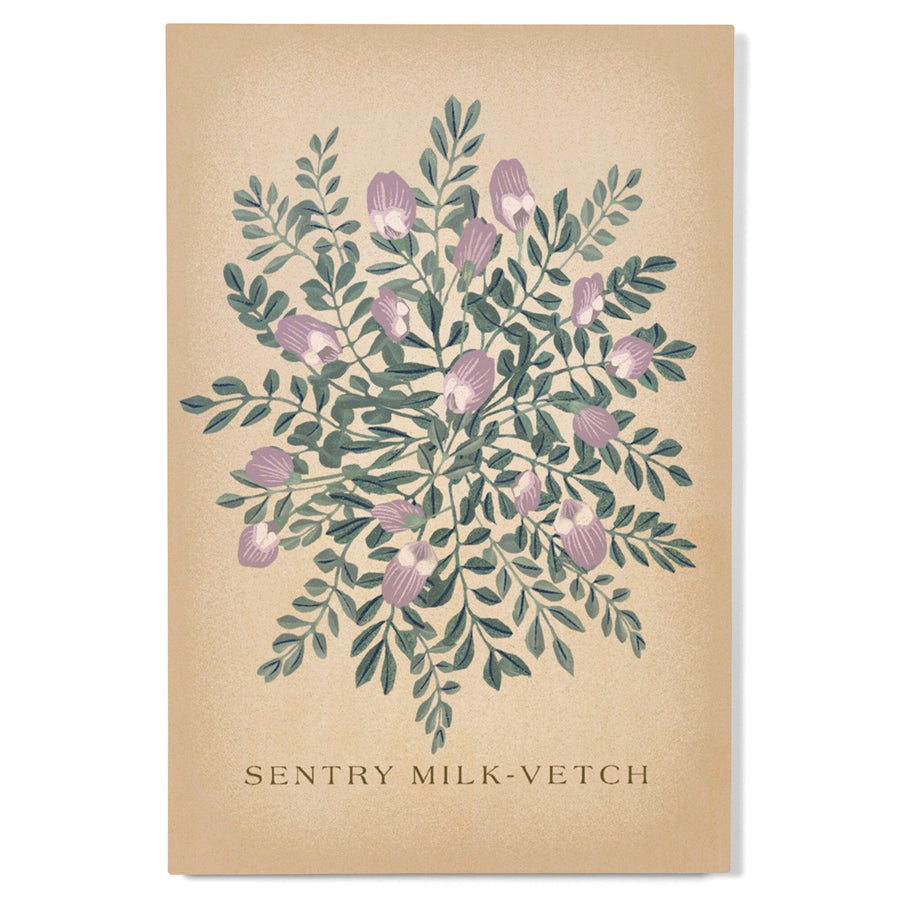 Sentry Milk-Vetch, Vintage Flora, Lantern Press Artwork, Wood Signs and Postcards Wood Lantern Press 