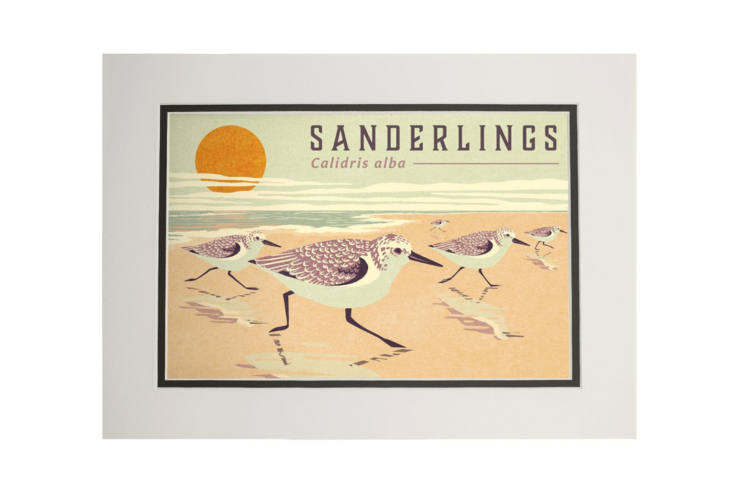 Shorebirds at Sunset Collection, Sanderlings, Birds, Art Prints and Metal Signs Art Lantern Press 11 x 14 Matted Art Print 