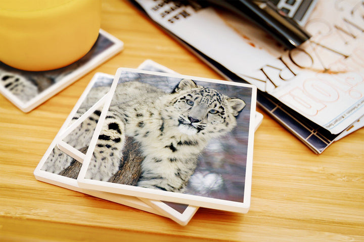 Snow Leopard, Lantern Press Photography, Coaster Set Coasters Lantern Press 