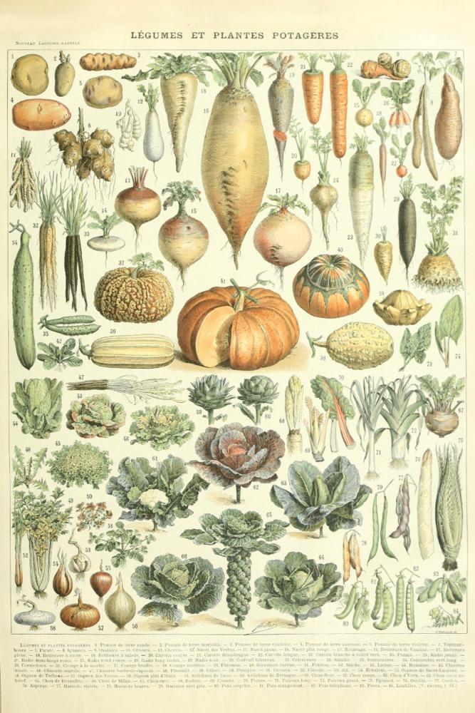 Vegetables, A, Vintage Bookplate, Adolphe Millot Artwork, Art Prints and Metal Signs Art Lantern Press 12 x 18 Art Print 