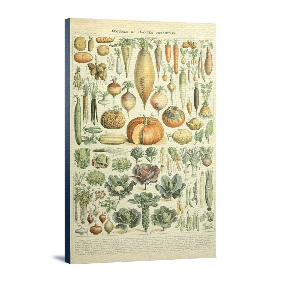 Vegetables, A, Vintage Bookplate, Adolphe Millot Artwork, Stretched Canvas Canvas Lantern Press 