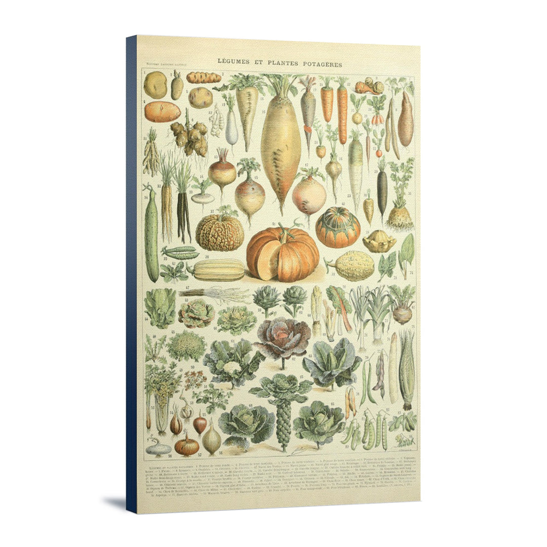 Vegetables, A, Vintage Bookplate, Adolphe Millot Artwork, Stretched Canvas Canvas Lantern Press 12x18 Stretched Canvas 