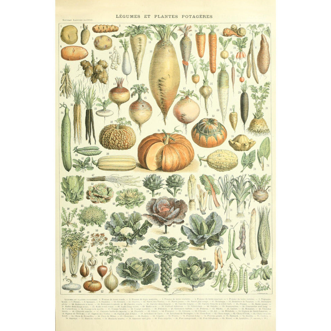 Vegetables, A, Vintage Bookplate, Adolphe Millot Artwork, Stretched Canvas Canvas Lantern Press 